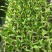 【推荐】玉米苗保质保量专业育苗诚信经营可视频看货