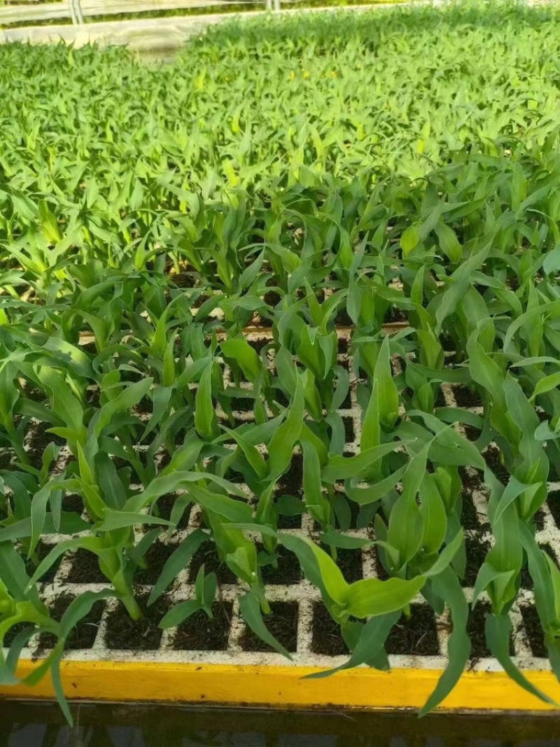 【推荐】玉米苗保质保量专业育苗诚信经营可视频看货
