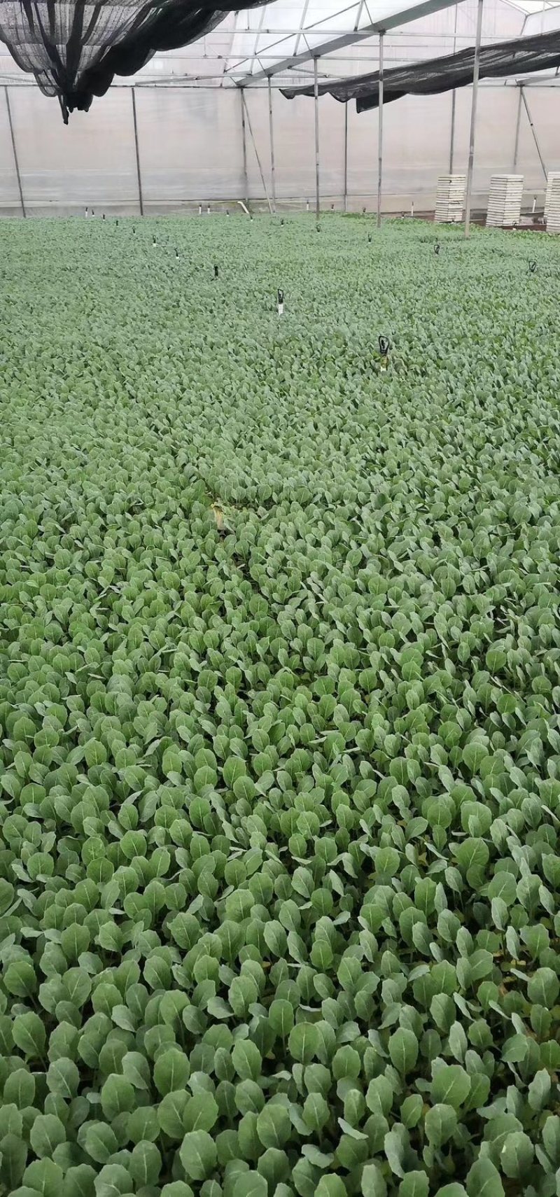 【菜花苗】优质松花菜苗苗圃直发提供技术可视频看货