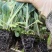【菜花苗】优质松花菜苗苗圃直发提供技术可视频看货