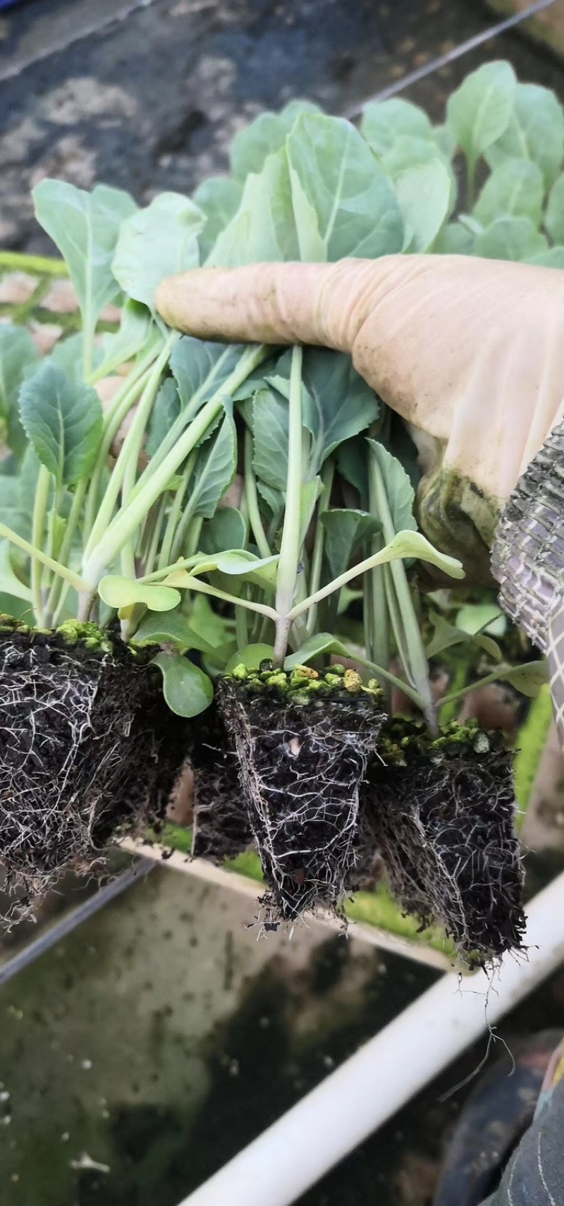 【菜花苗】优质松花菜苗苗圃直发提供技术可视频看货