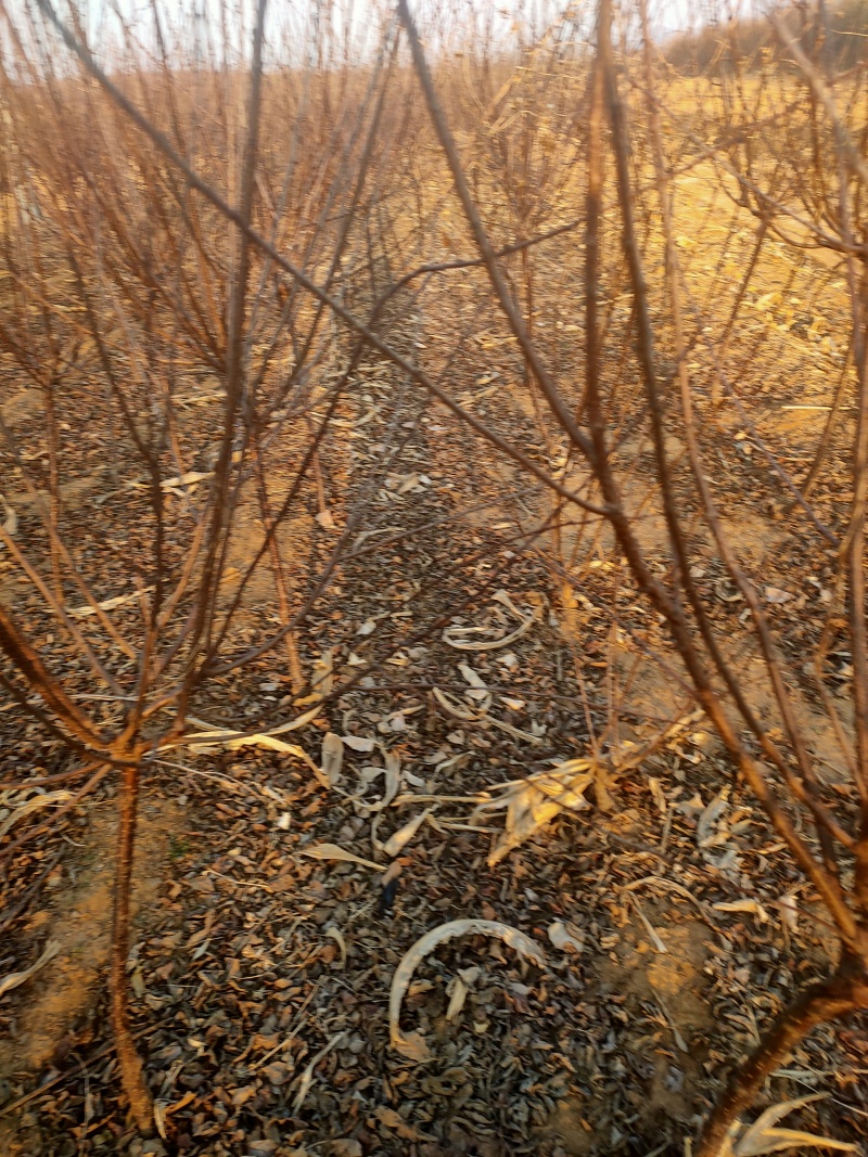 榆叶梅自家苗圃电话联系树形优美欢迎来电咨询