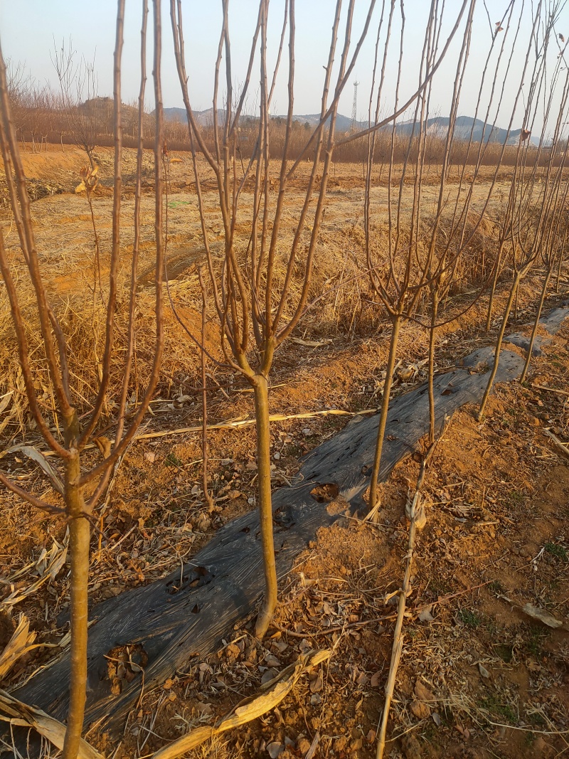 榆叶梅自家苗圃电话联系树形优美欢迎来电咨询