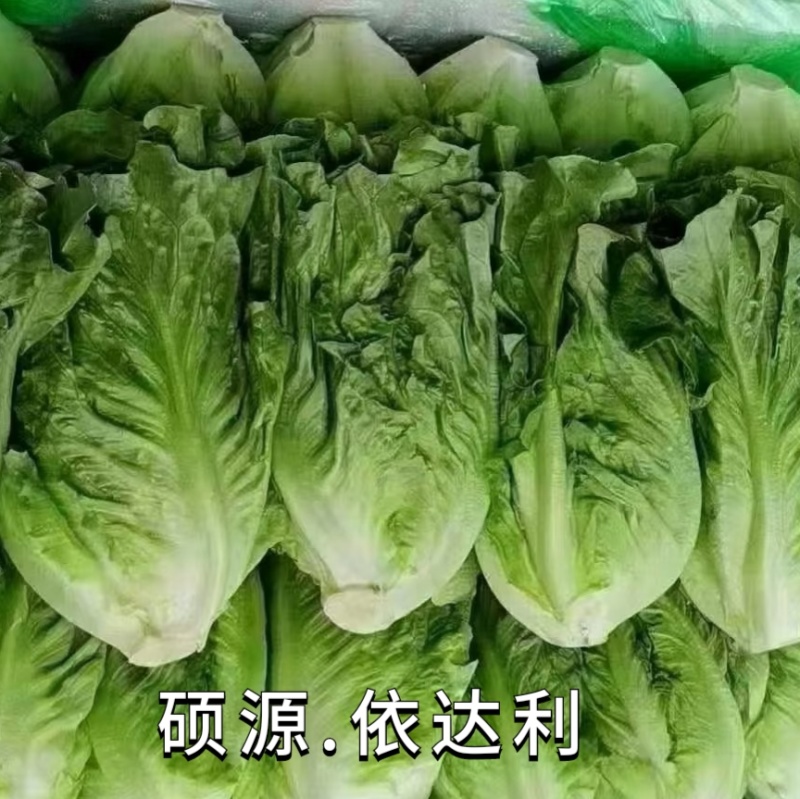 硕源依达利生菜种子意大利耐热耐抽翠绿无苦味四季生菜蔬菜种