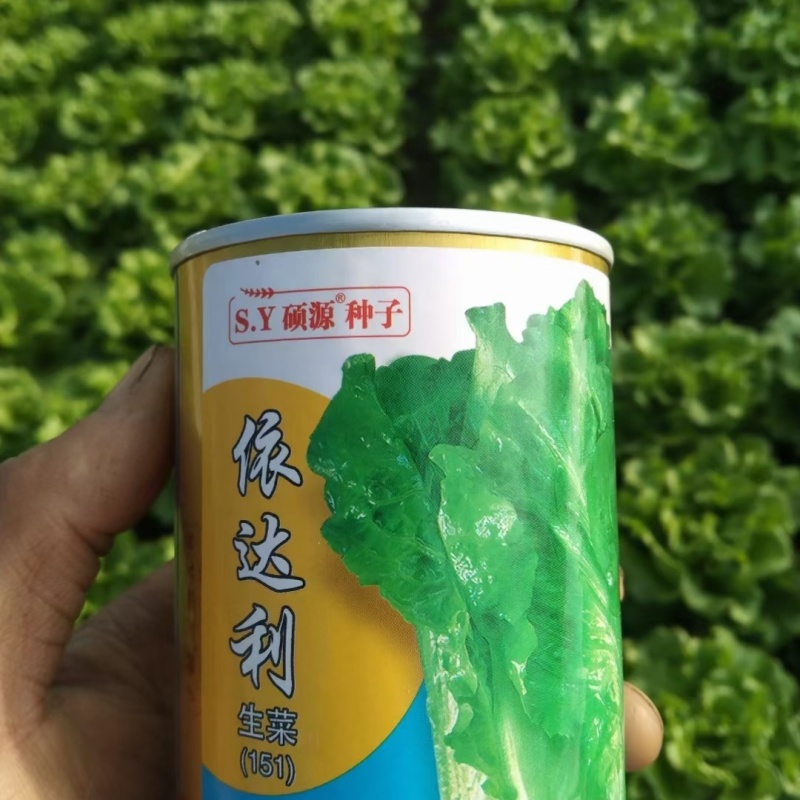 硕源依达利生菜种子意大利耐热耐抽翠绿无苦味四季生菜蔬菜种