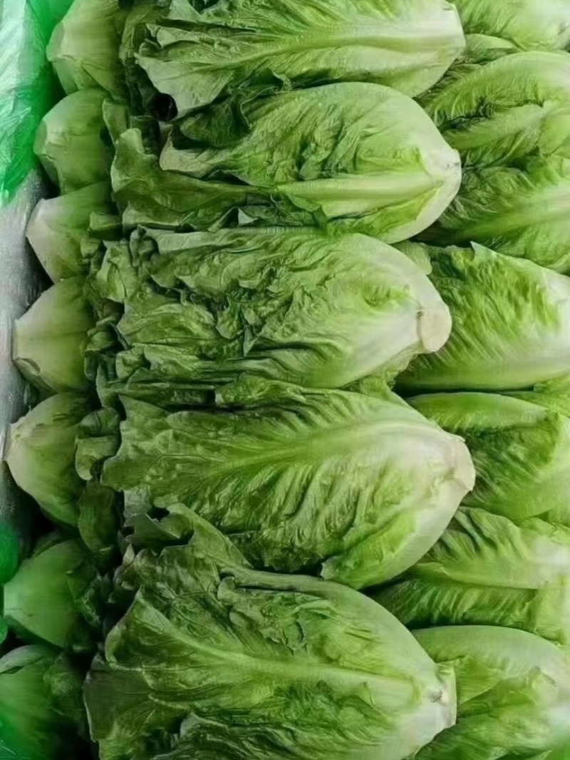 硕源依达利生菜种子意大利耐热耐抽翠绿无苦味四季生菜蔬菜种