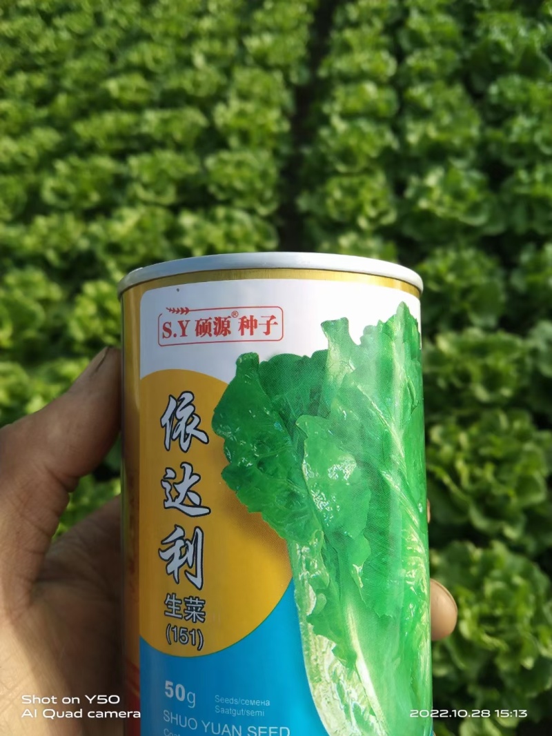 硕源依达利生菜种子意大利耐热耐抽翠绿无苦味四季生菜蔬菜种