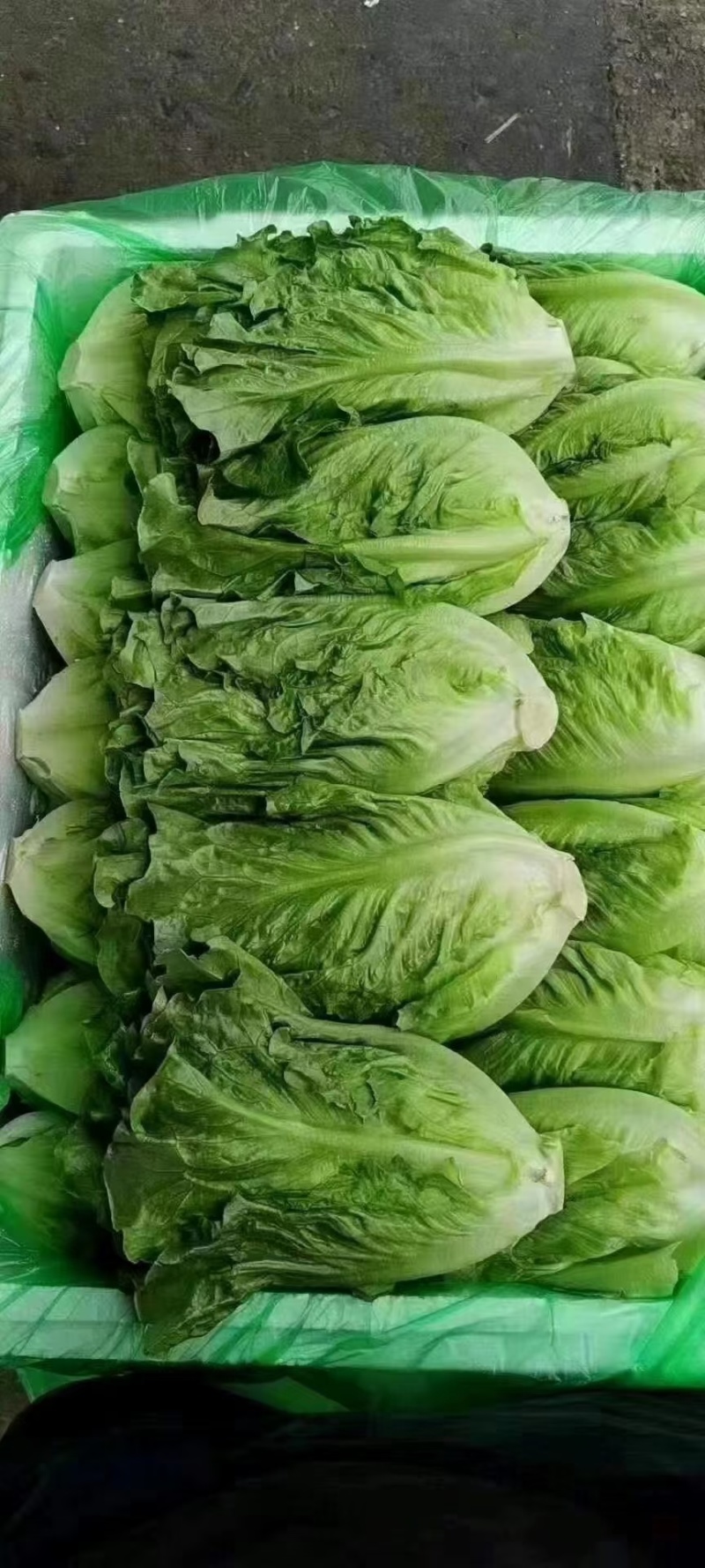 硕源依达利生菜种子意大利耐热耐抽翠绿无苦味四季生菜蔬菜种