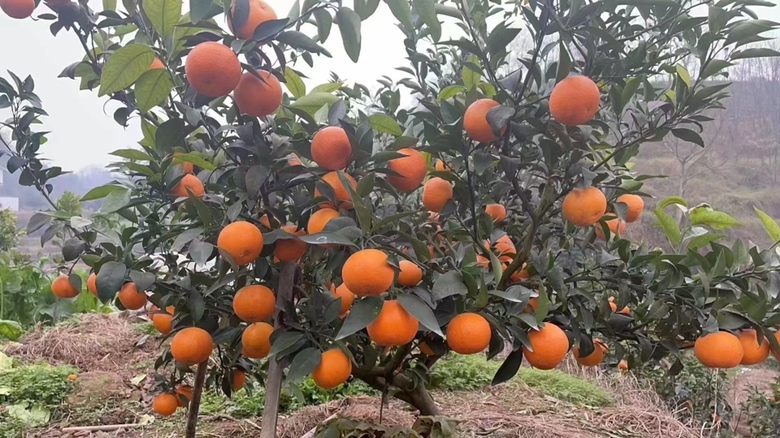 沃柑果实特写