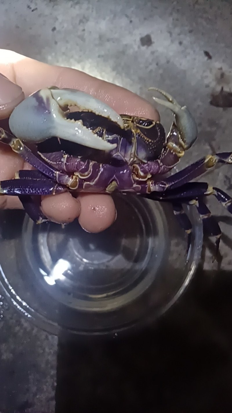 宠物山螃蟹