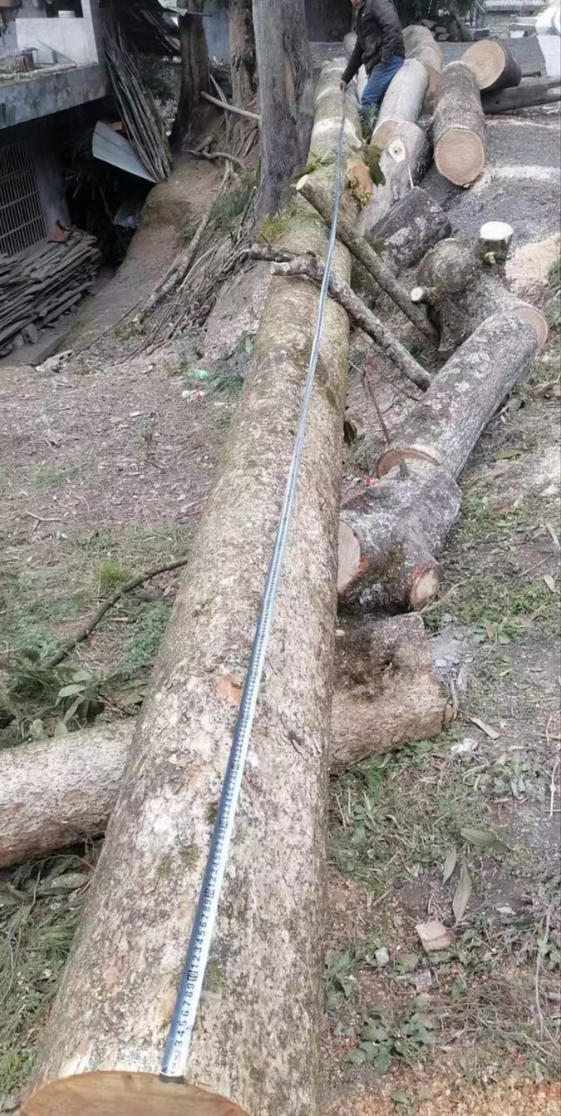 金丝楠木原木