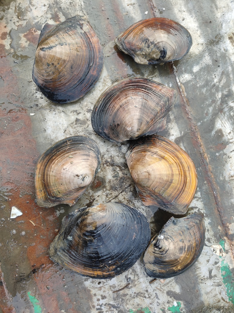 河蚌