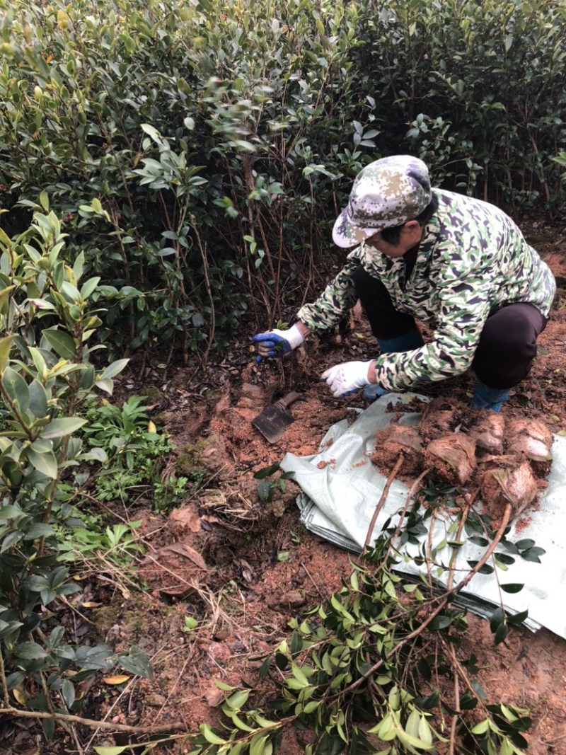 湖南优质嫁接油茶苗产地直销