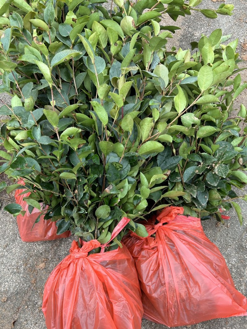 湖南优质嫁接油茶苗产地直销