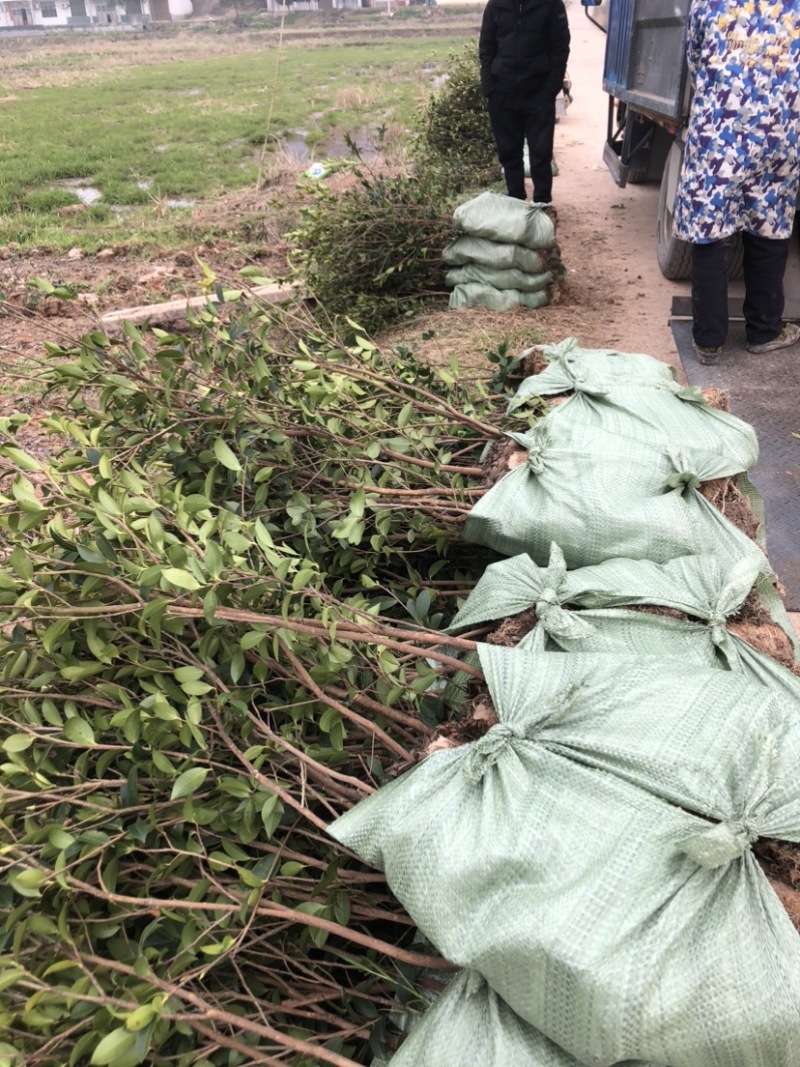 湖南优质嫁接油茶苗产地直销