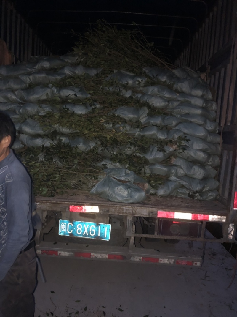 湖南优质嫁接油茶苗产地直销