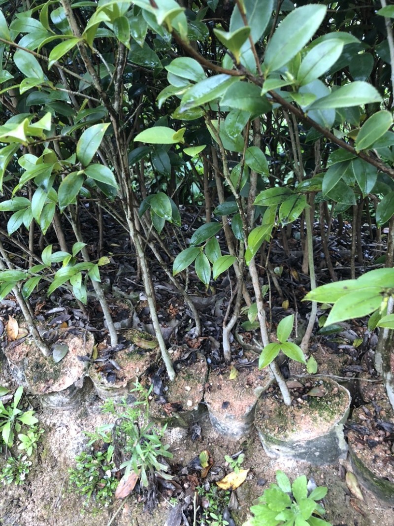 湖南优质嫁接油茶苗产地直销
