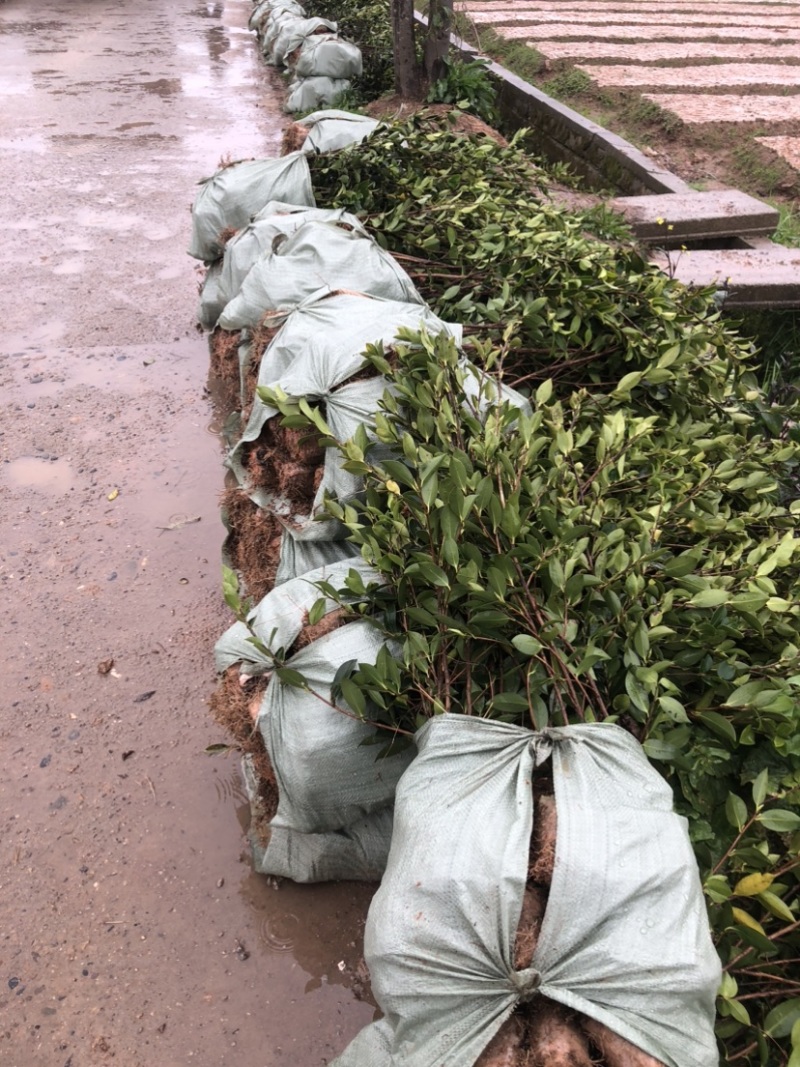 湖南优质嫁接油茶苗产地直销