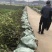 湖南优质嫁接油茶苗产地直销