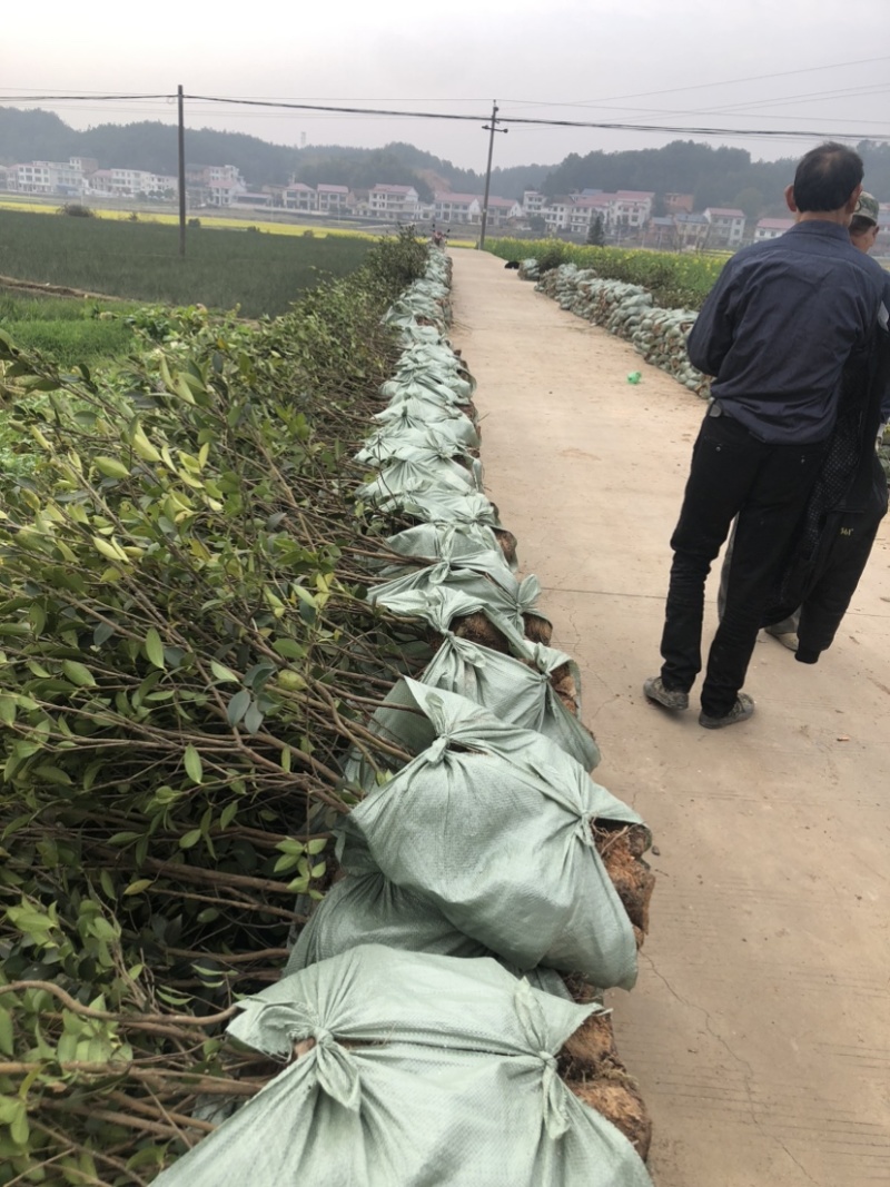 湖南优质嫁接油茶苗产地直销