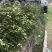 湖南优质嫁接油茶苗产地直销