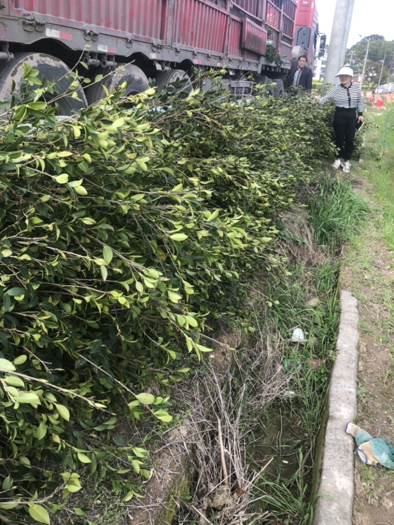 湖南优质嫁接油茶苗产地直销