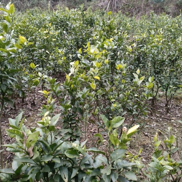 遂宁蓬溪县四季阳光种植专业合作社批发柑桔苗沙糖桔果苗