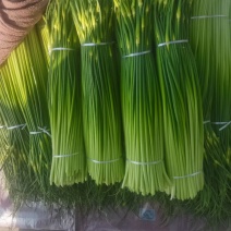 本地白帽蒜苔少量上市欢迎各位老板联系我
