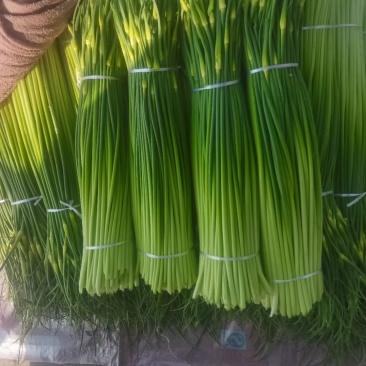 本地白帽蒜苔少量上市欢迎各位老板联系我