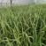 本地白帽蒜苔少量上市欢迎各位老板联系我