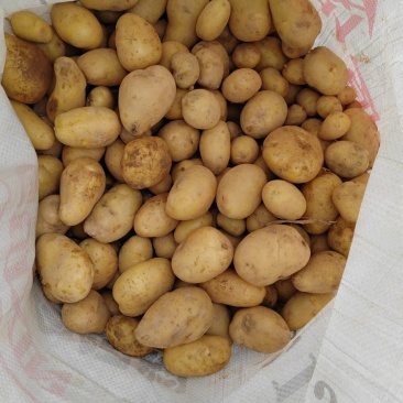 迷你版小土豆，需要的抓紧