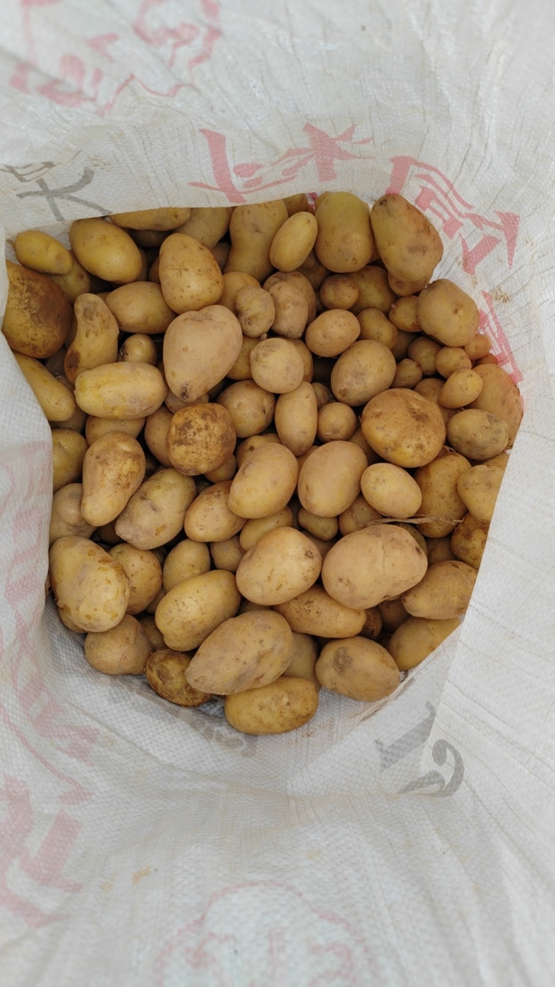 迷你版小土豆，需要的抓紧
