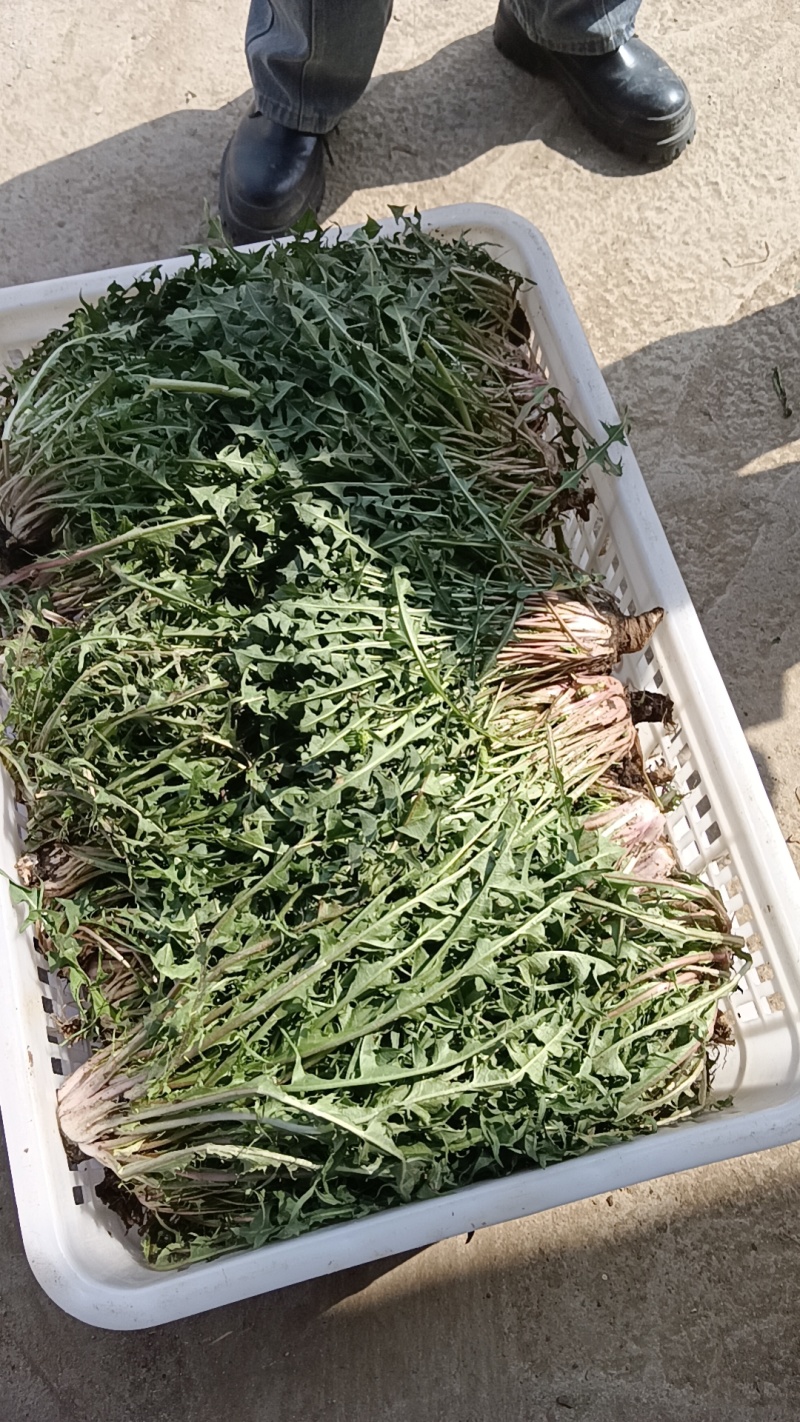 山东婆婆丁蒲公英大量上市产地代发全国保证质量诚信经营