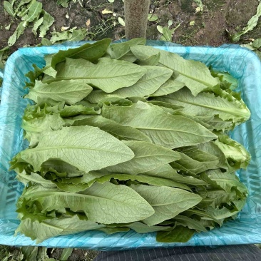 精品油麦菜