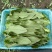 精品油麦菜