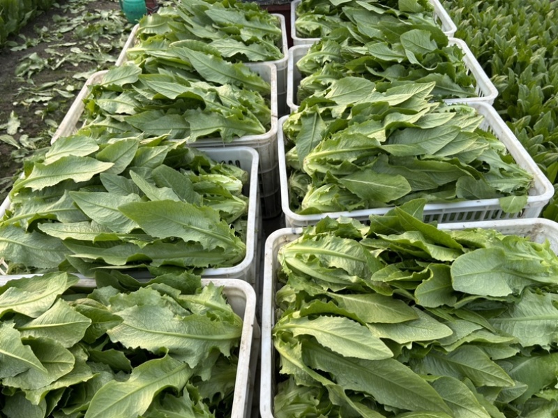 精品油麦菜
