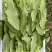 精品油麦菜