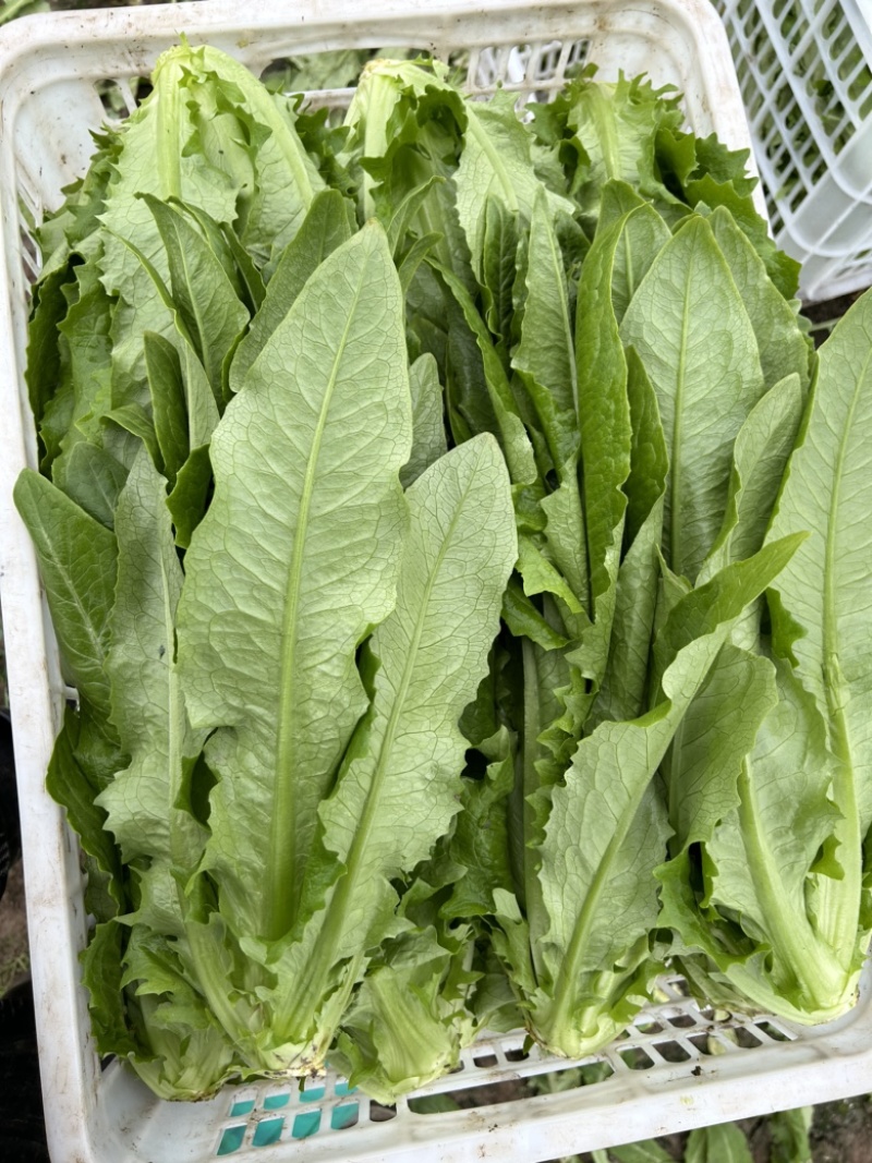 精品油麦菜