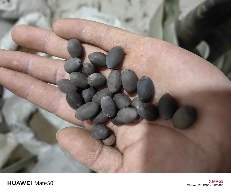石莲子地道药材产地湖南万信药业只做保真药材