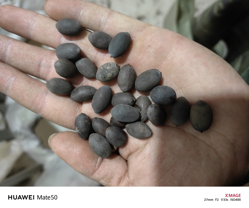 石莲子地道药材产地湖南万信药业只做保真药材