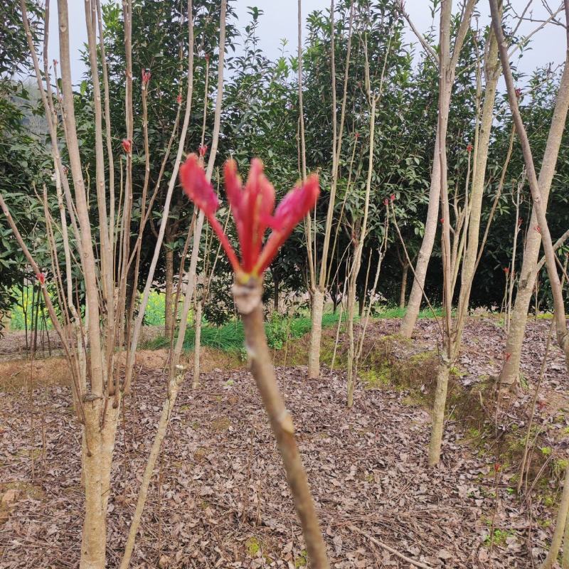四川大竹露天香椿芽大量上市需要请联系
