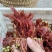 香椿芽