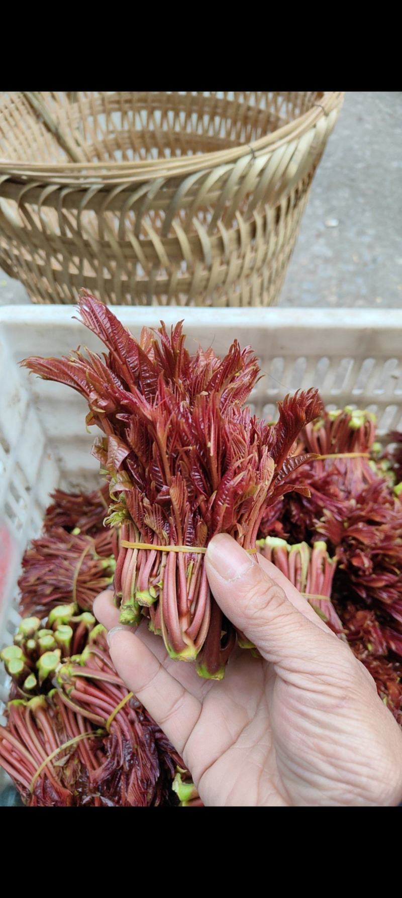 香椿芽