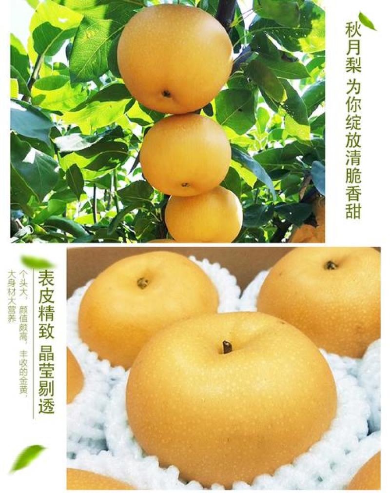 秋月梨苗嫁接苗，杯苗带土带叶发货的