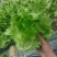 意大利生菜大量有货，新鲜采摘上市，大量批发诚信可靠