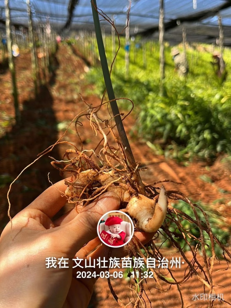 多花黄精苗（高杆不倒苗黄精）2进3年苗包技术保成活率