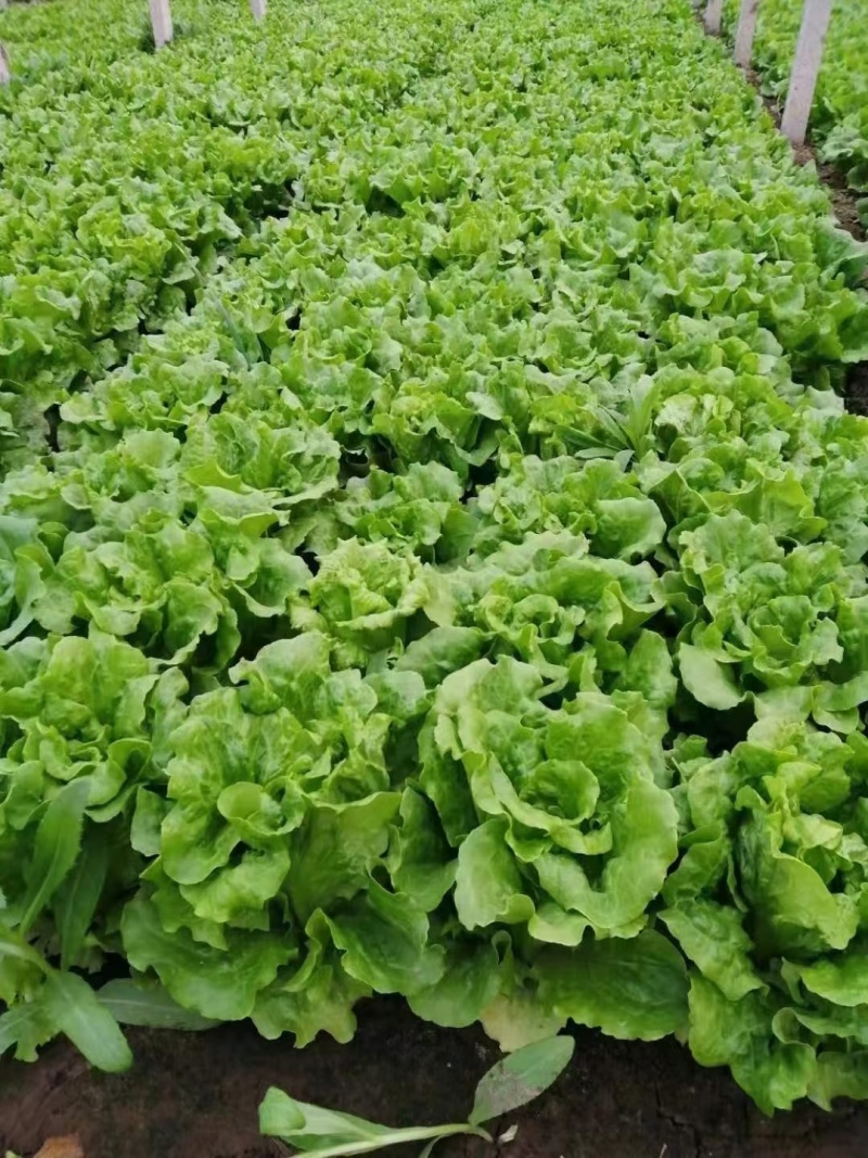 大棚生菜量大货多实力供货，视频看产品，保质保量，精品