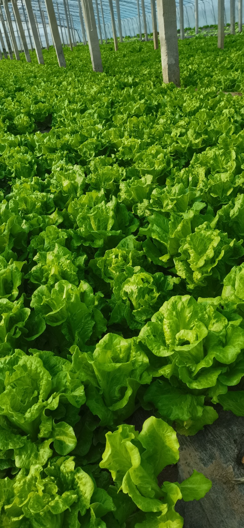 意大利生菜大量有货，新鲜采摘上市，大量批发诚信可靠