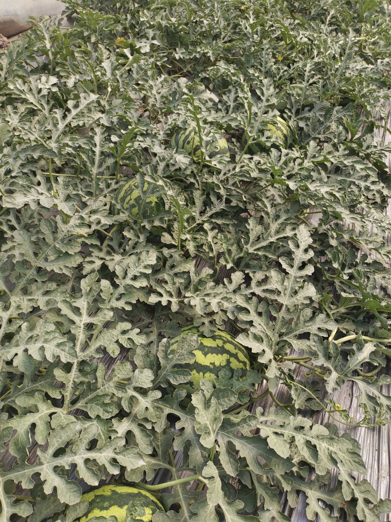 大棚西瓜
