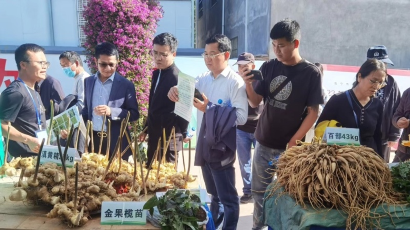 多花黄精苗（高杆不倒苗黄精）2进3年苗包技术保成活率
